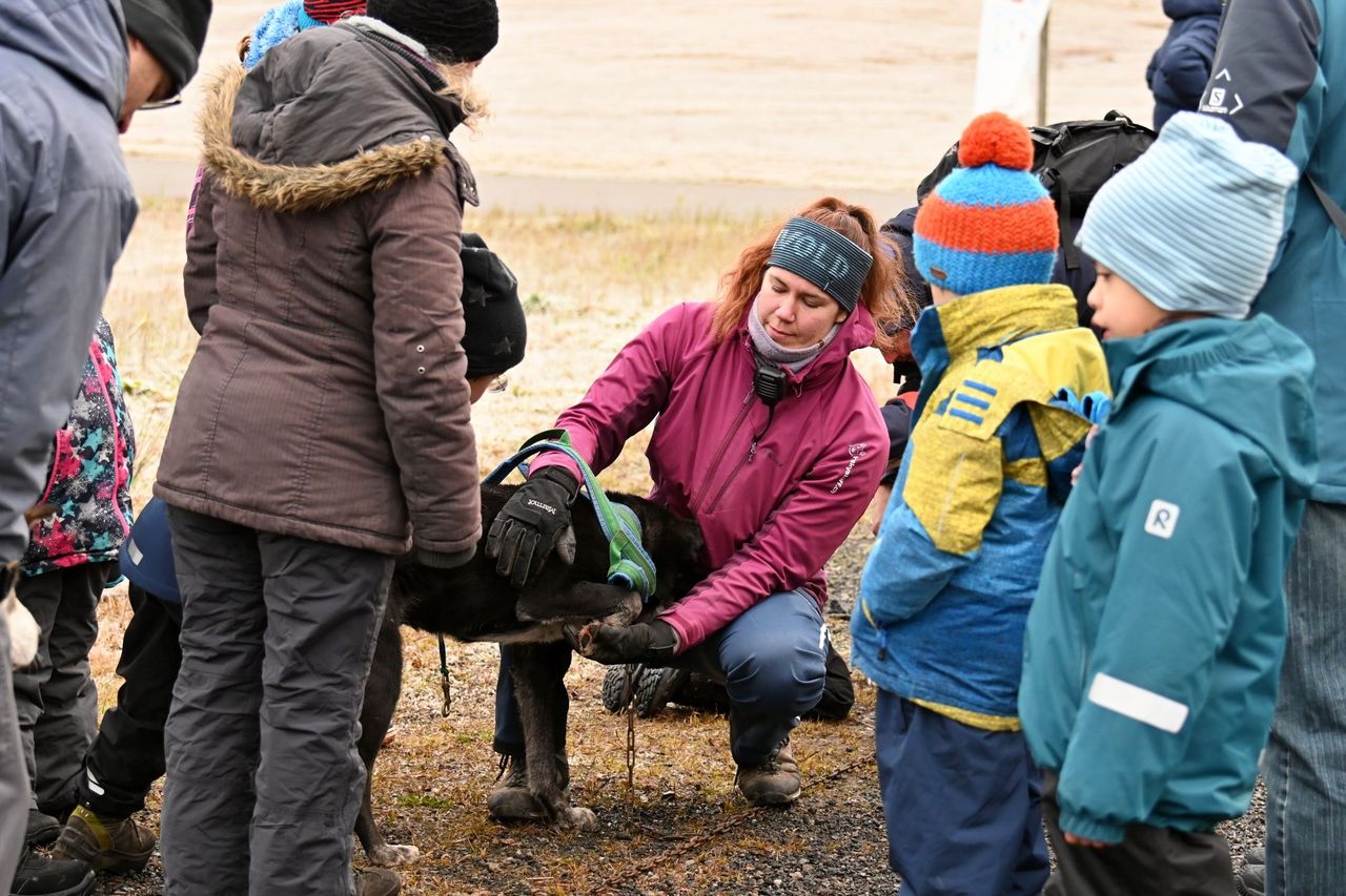 Car training with sled dogs