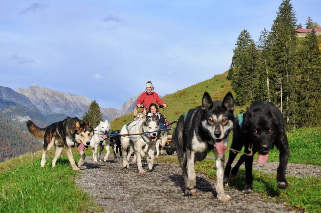 Car training with sled dogs
