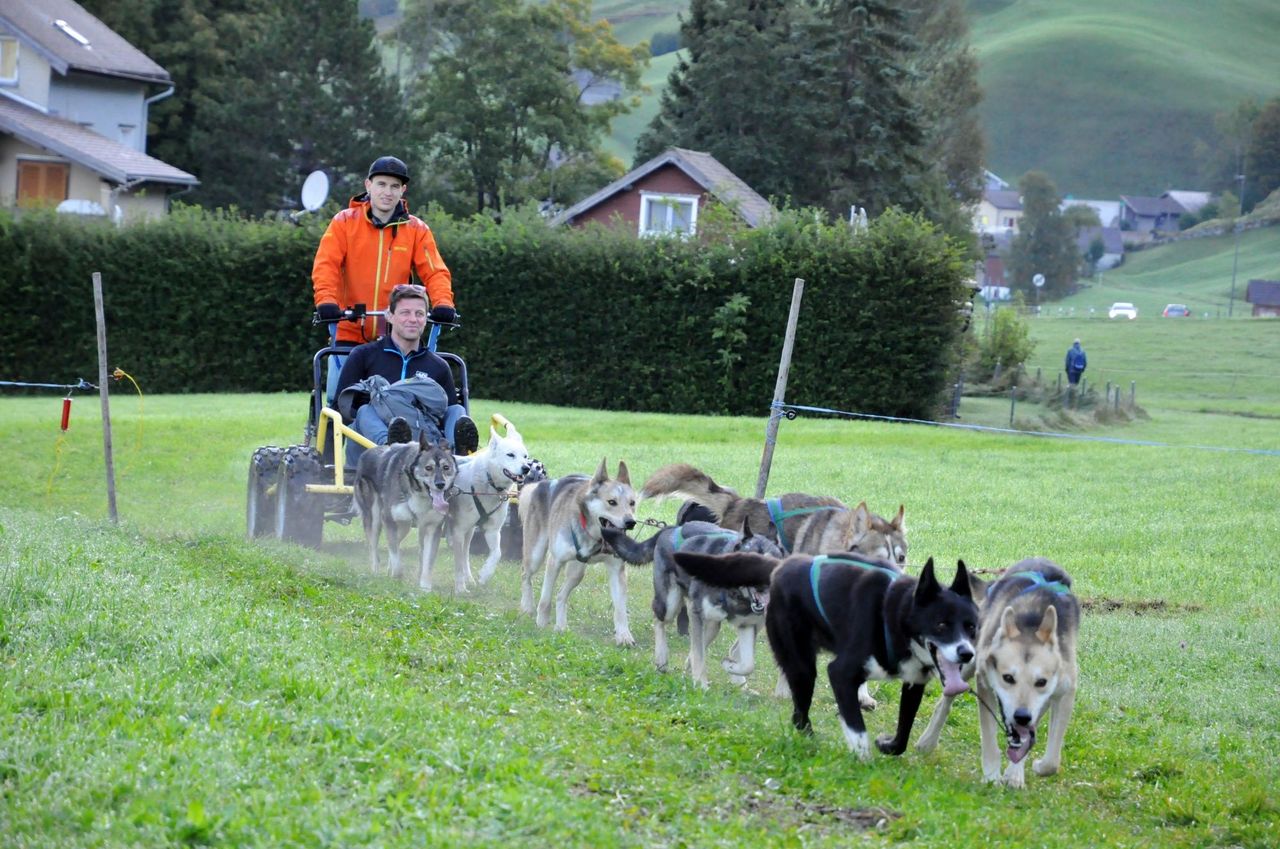 Car training with sled dogs