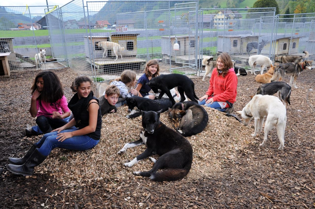 Kennel visit to the huskies