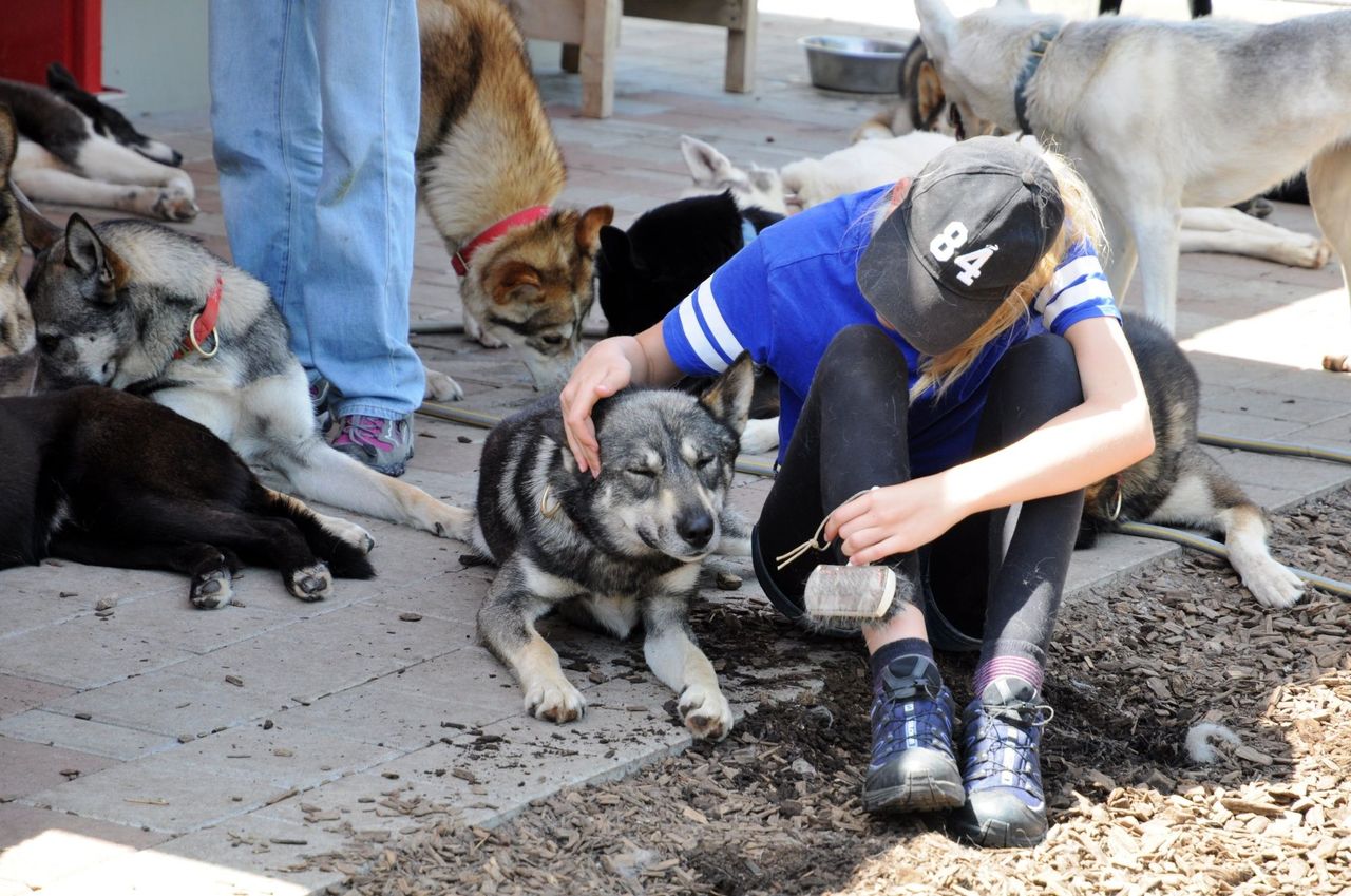 Kennel visit to the huskies
