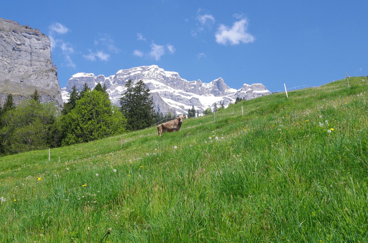 From Zurich: Alphorn Day at Lake Oberblegi