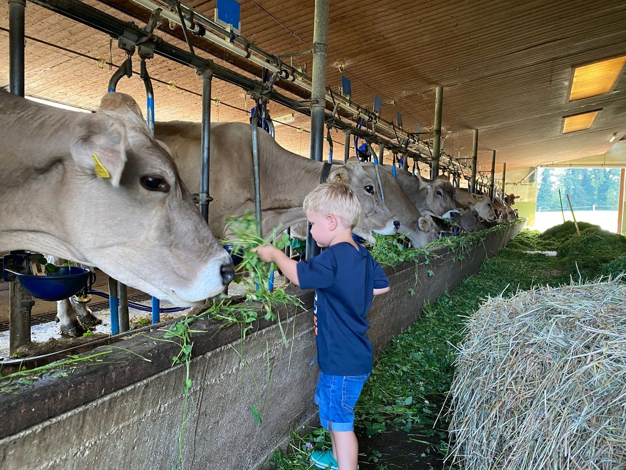 From Zurich: Heidi Swiss Farm Escape luxury day tour