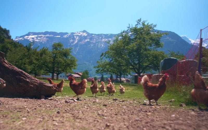 Interlaken Bödeli E-Bike Tour halber Tag