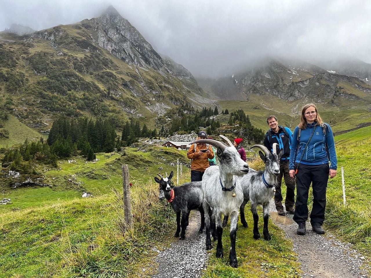 Wandern mit Ziegen in Isenthal