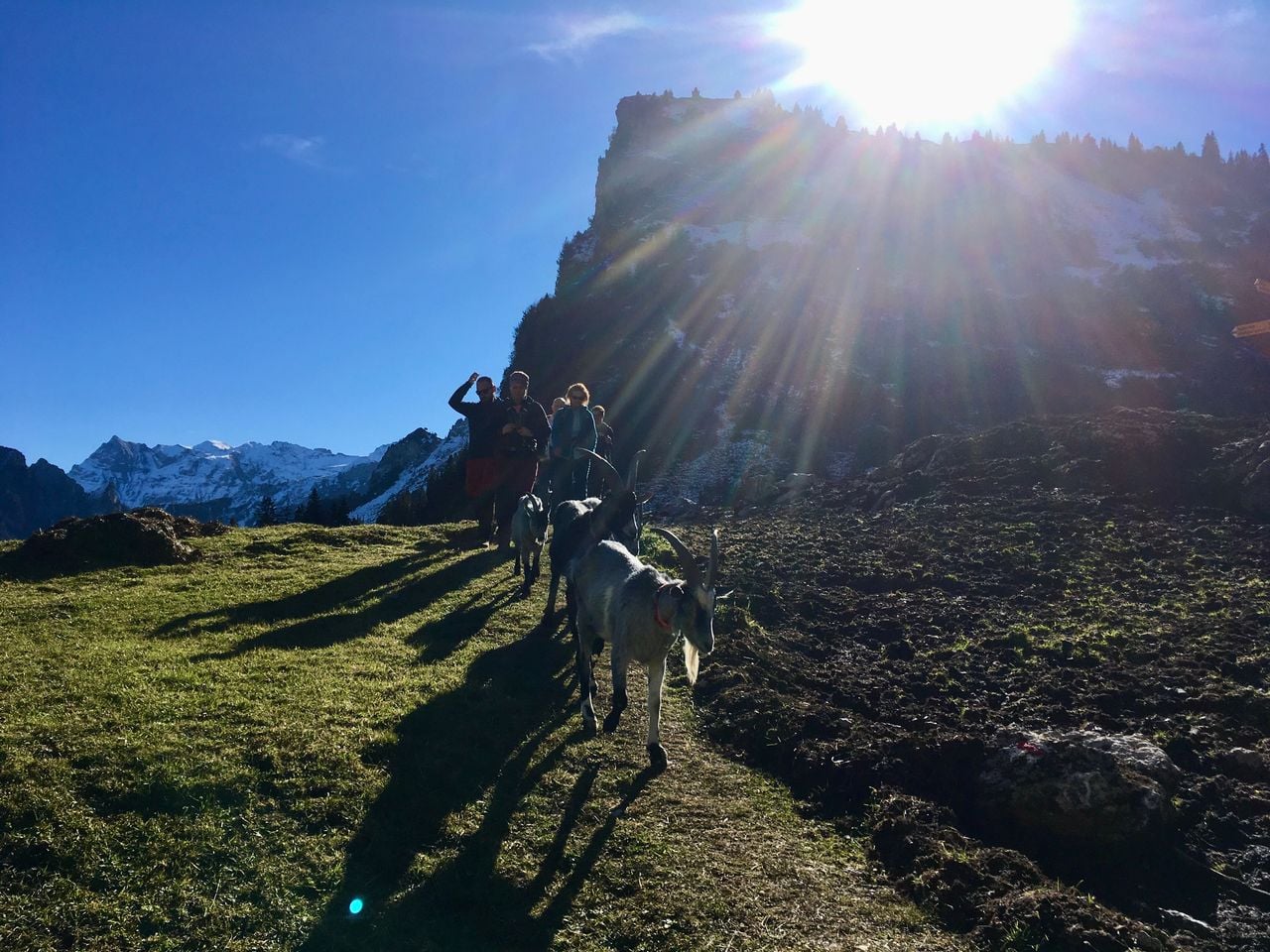 Wandern mit Ziegen in Isenthal