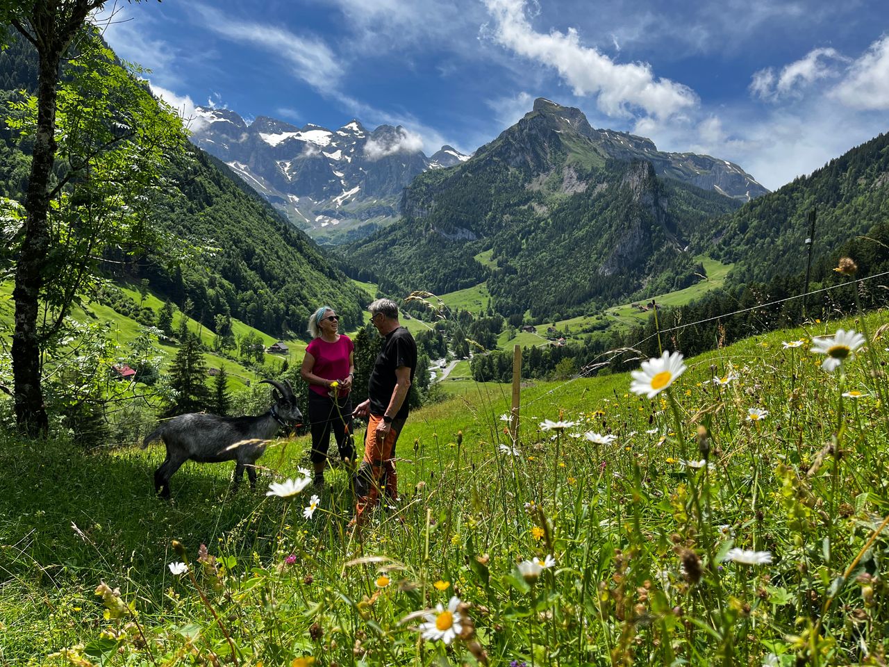 Wandern mit Ziegen in Isenthal