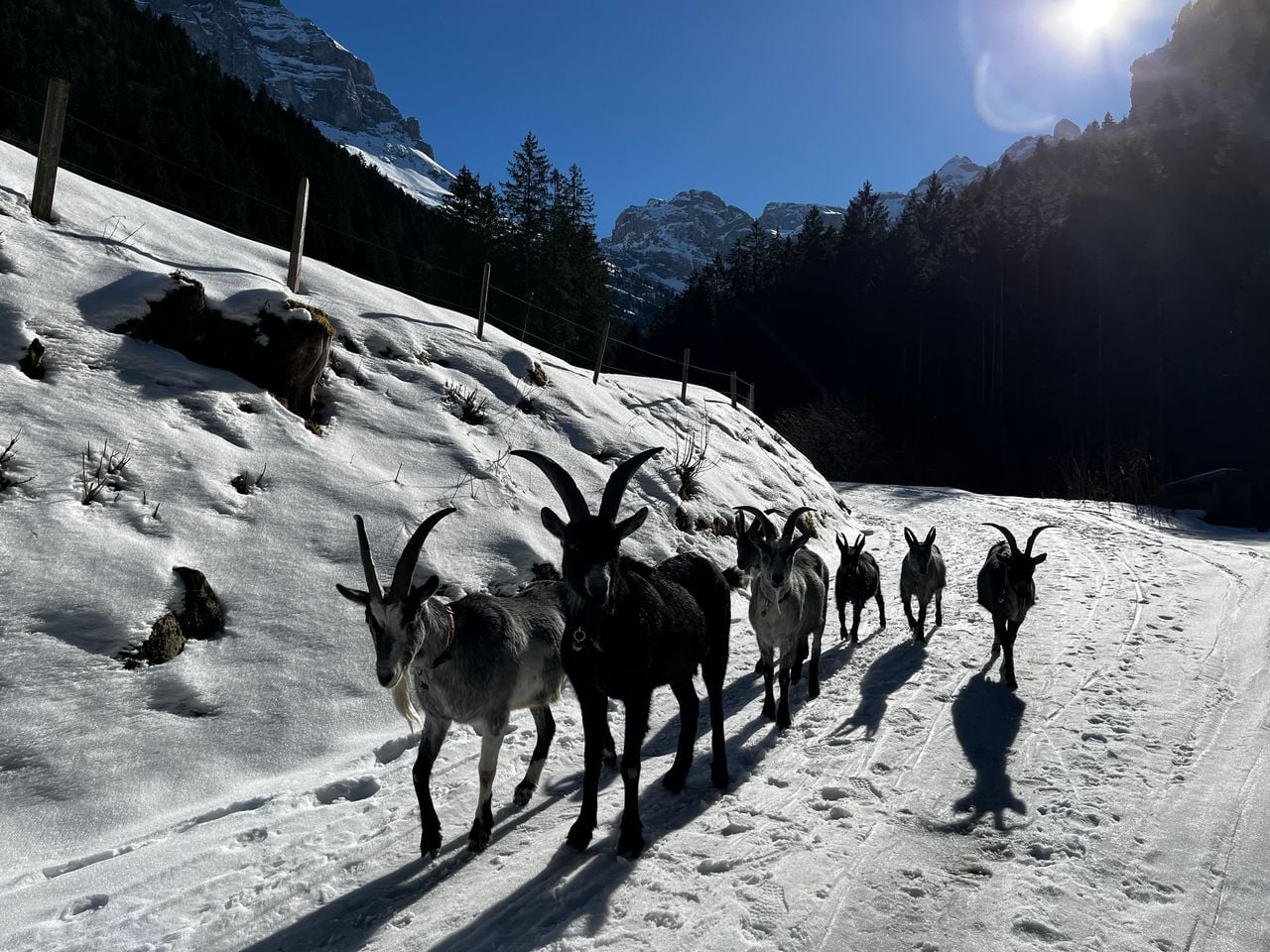 Wandern mit Ziegen in Isenthal
