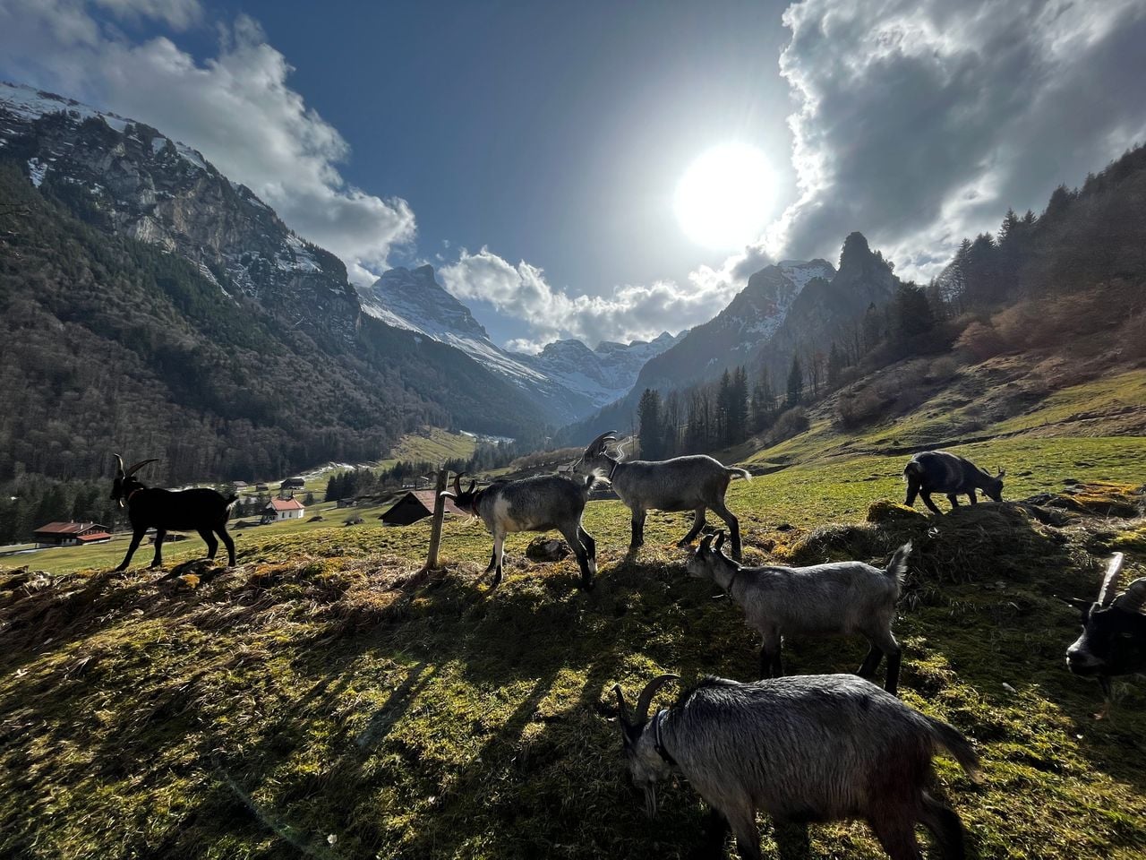 Wandern mit Ziegen in Isenthal