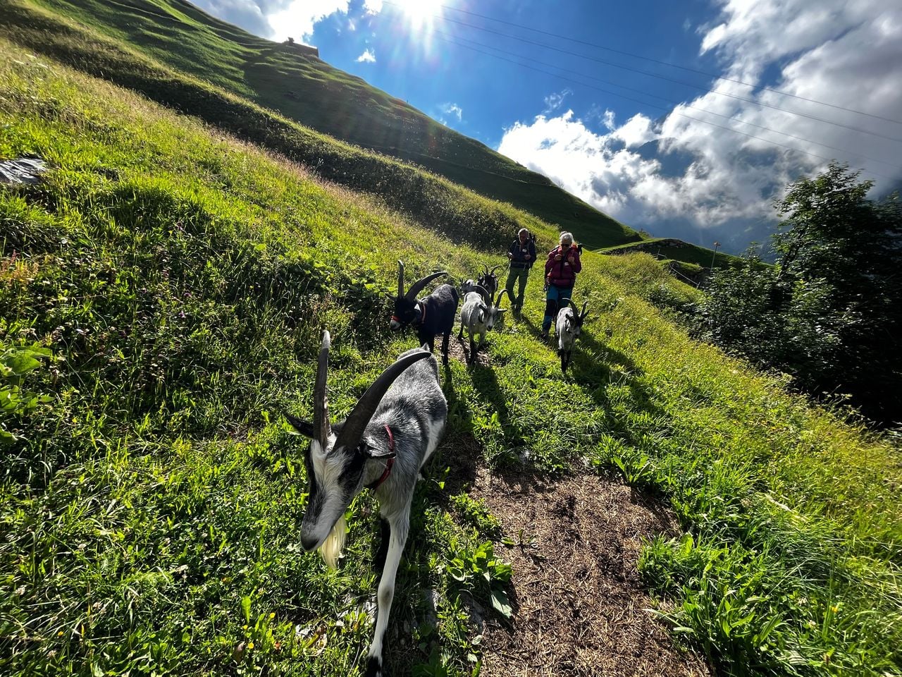 Wandern mit Ziegen in Isenthal