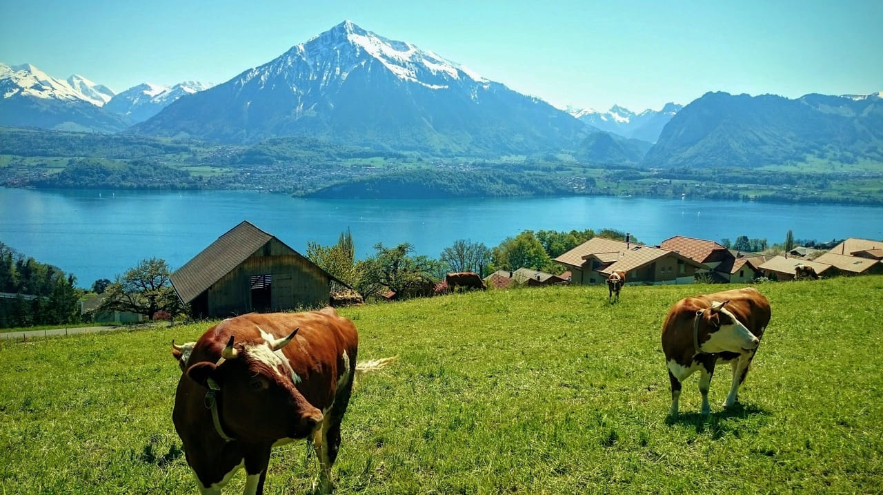 Ab Interlaken: Tagestour Thunersee mit lokalem Guide