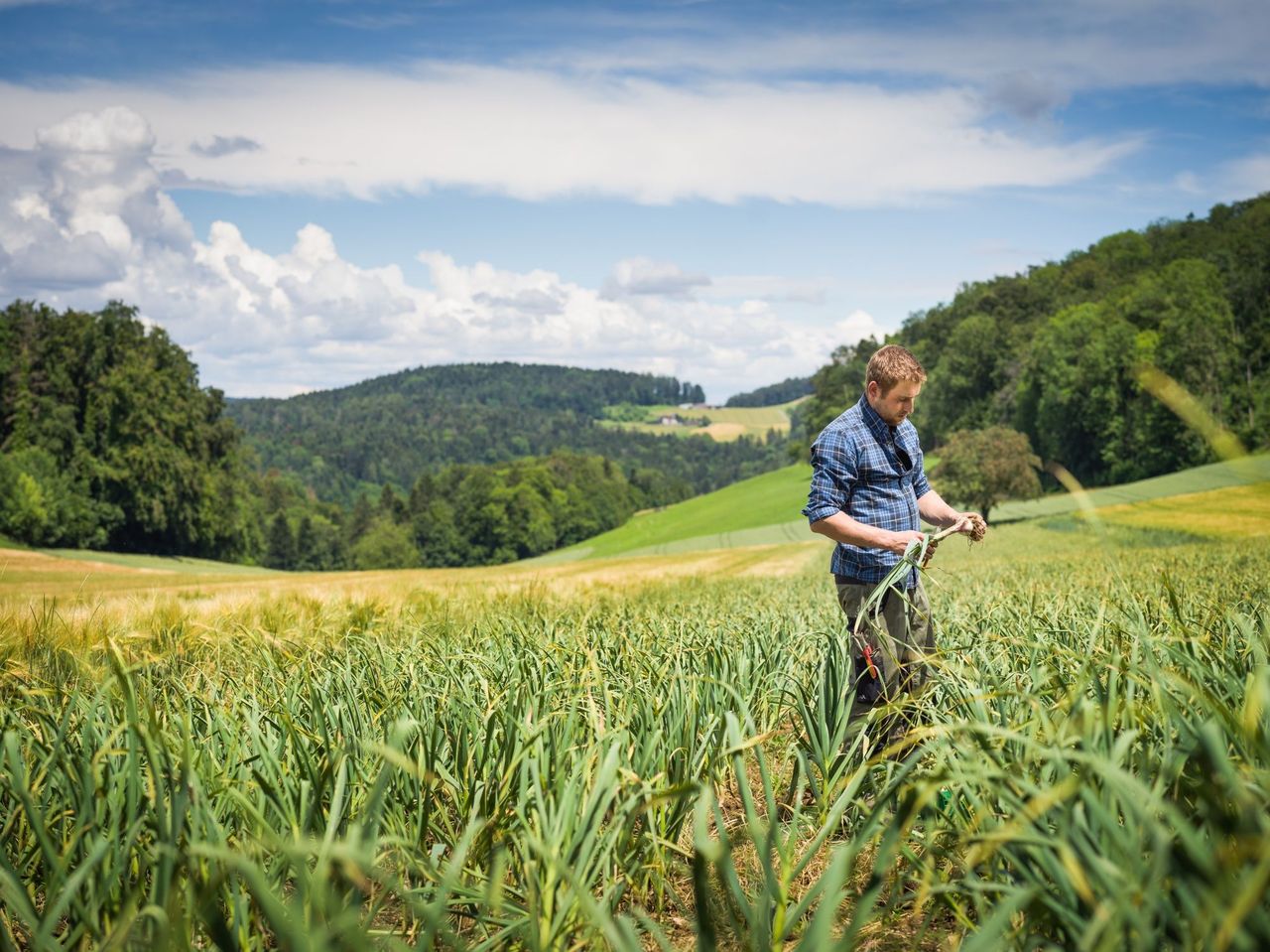 Orchideenwanderung im Jurapark Aargau