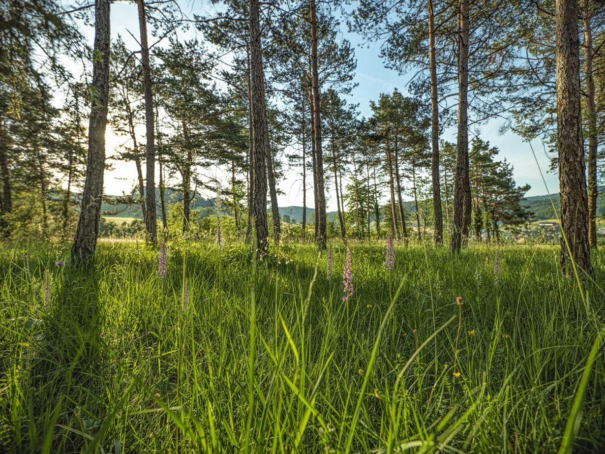 "Forest experience conifers" guided hike in Jurapark Aargau