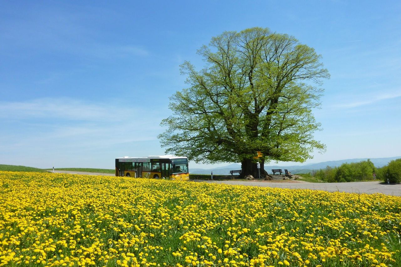 Wanderung Linner Linde bis Museum Bözberg für Gruppen