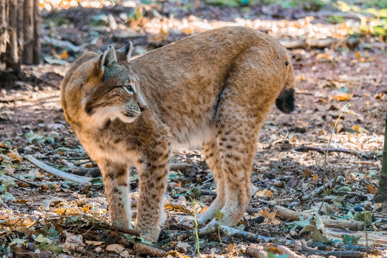 Wanderung zum Thema Bären, Luchs und Wolf im Engadin
