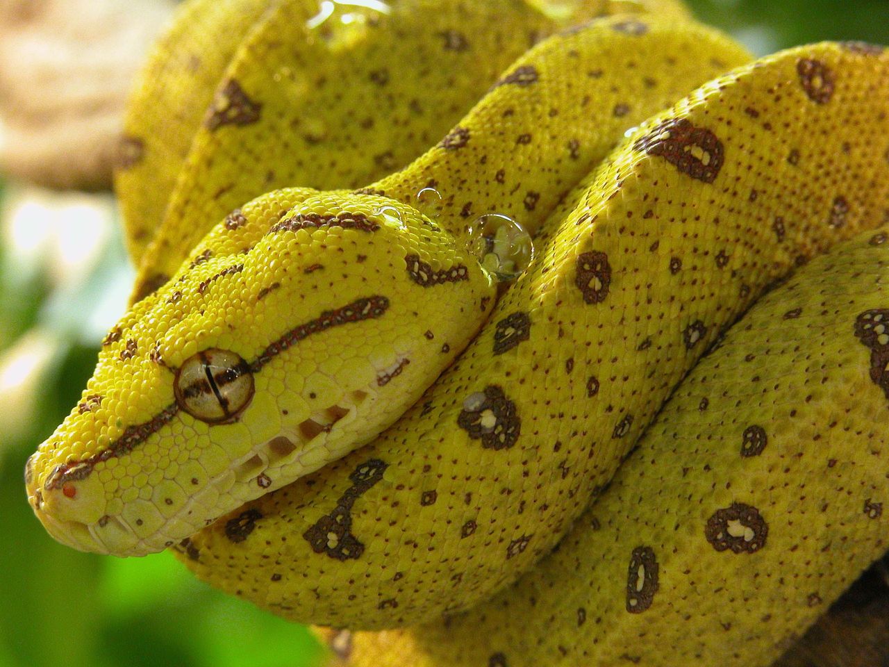 Ticket REPTILES EXPO in Quartino bei Locarno