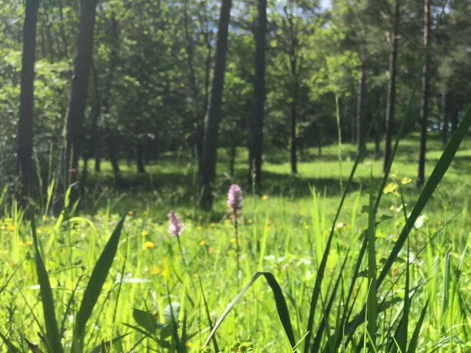 Orchideenwanderung im Jurapark Aargau