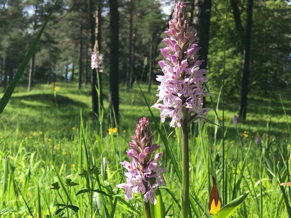 Orchideenwanderung im Jurapark Aargau