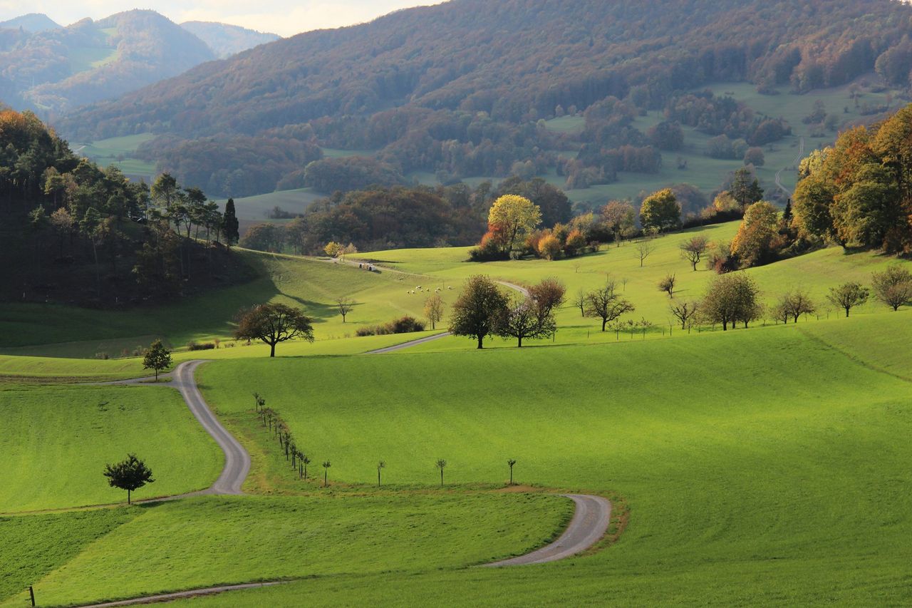 "Wild roses of blossoms and fragrances" guided excursion in the Jurapark Aargau