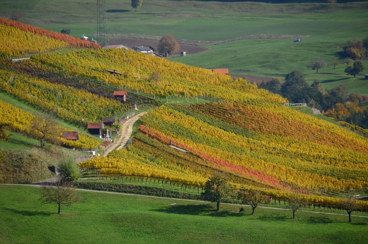Weinreise ins Schenkenbergertal als geführte Wanderung 