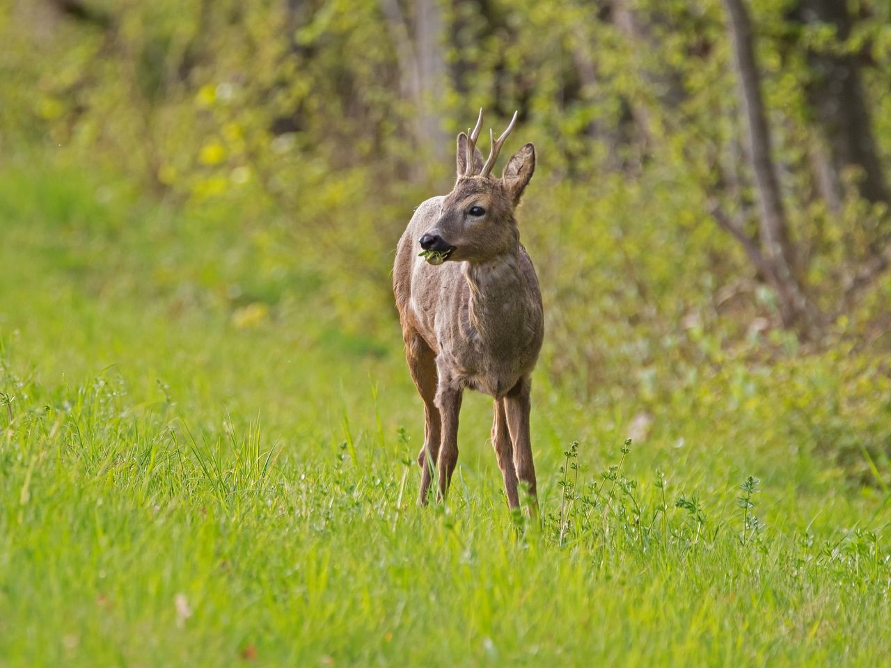 Wanderung zum Thema Jagen im Val Müstair