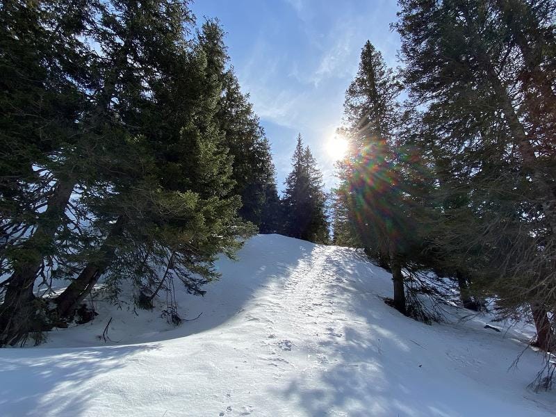 Gulmen Schneeschuhtour im Toggenburg