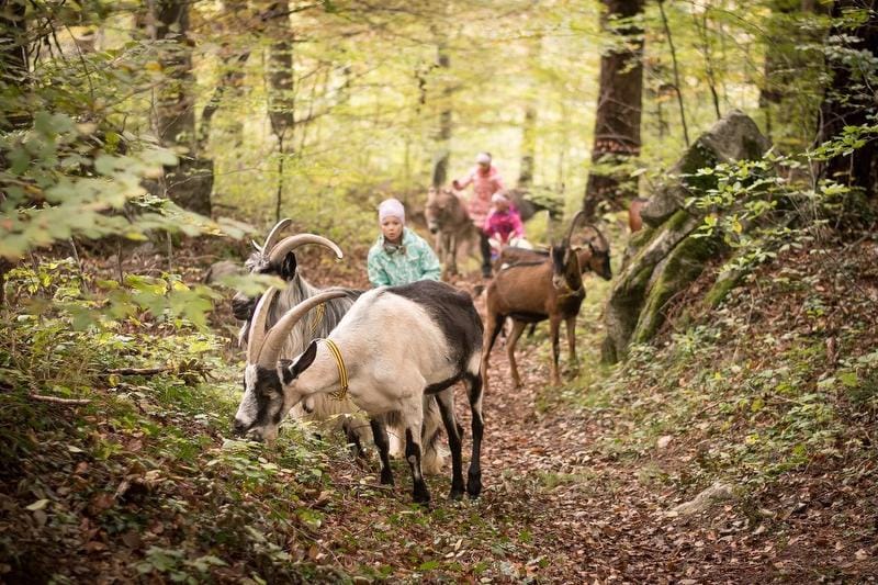 Goat walk near Flums