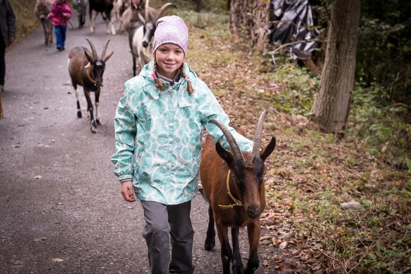 Goat walk near Flums