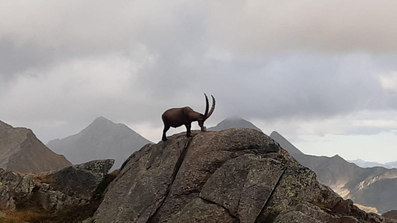 Wanderung und Steinwildbeobachtung im Engadin