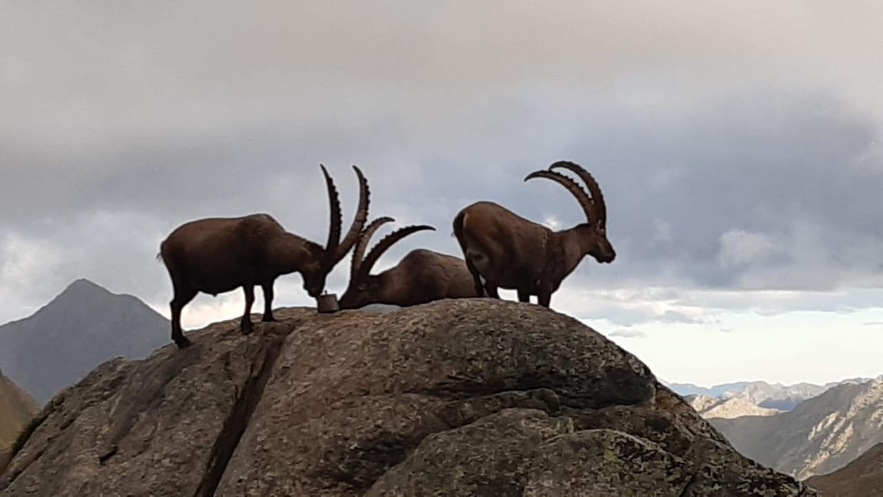 Wanderung und Steinwildbeobachtung im Engadin