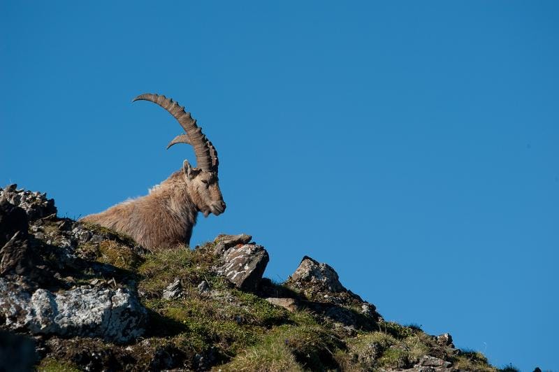 Wildtierbeobachtung Steinbock, Hirsch, Gämse und Co. im Weisstannental