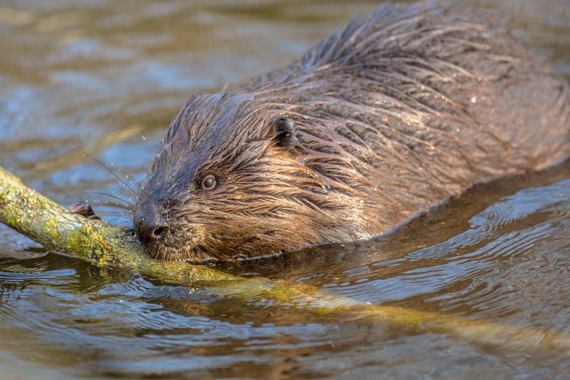 Wildtierbeobachtung Biber im Heidiland