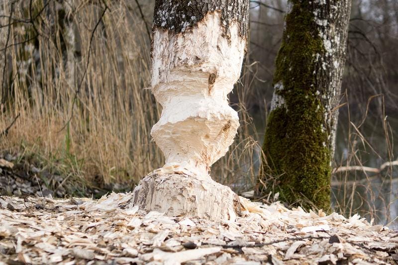 Wildtierbeobachtung Biber im Heidiland