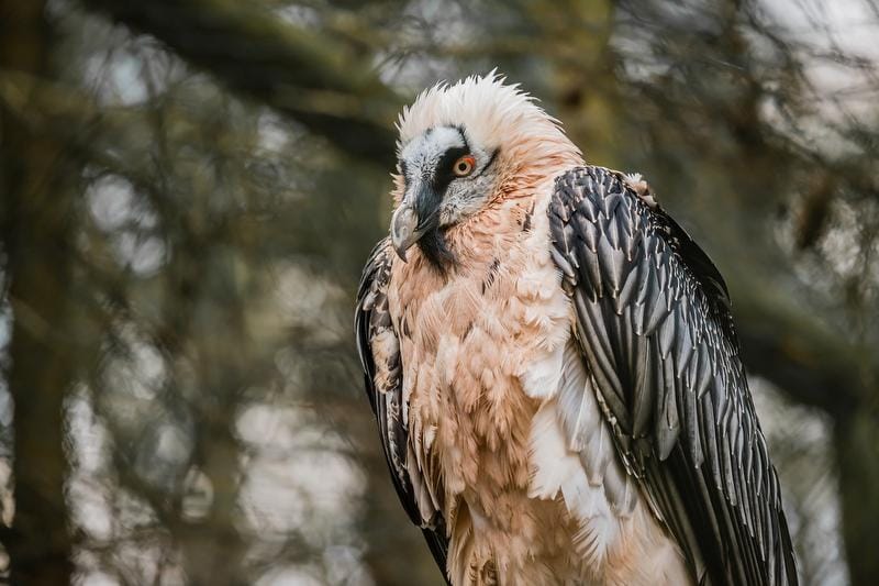 Wildtierbeobachtung Bartgeier und Steinadler im Calfeisental