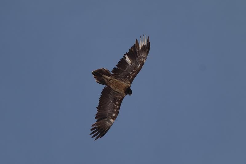 Wildtierbeobachtung Bartgeier und Steinadler im Calfeisental
