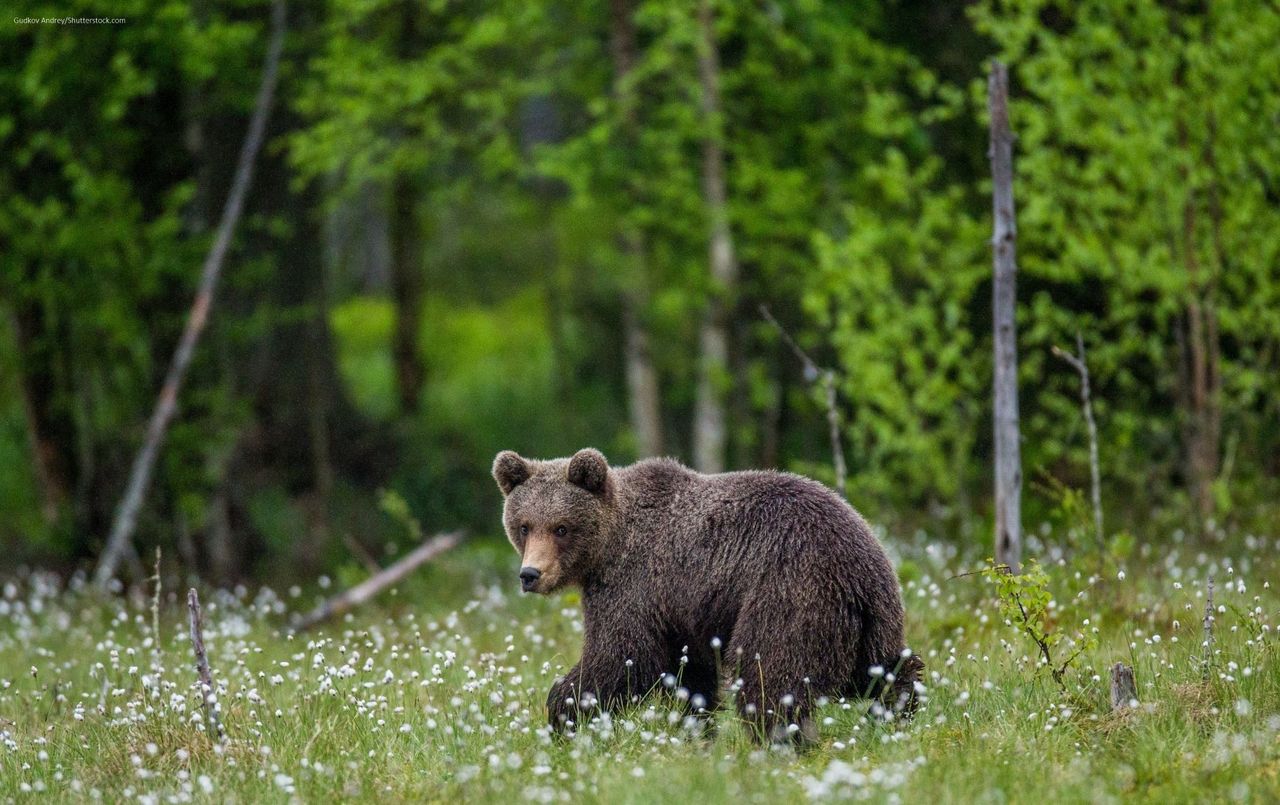 Wanderung zum Thema Bären, Luchs und Wolf im Engadin
