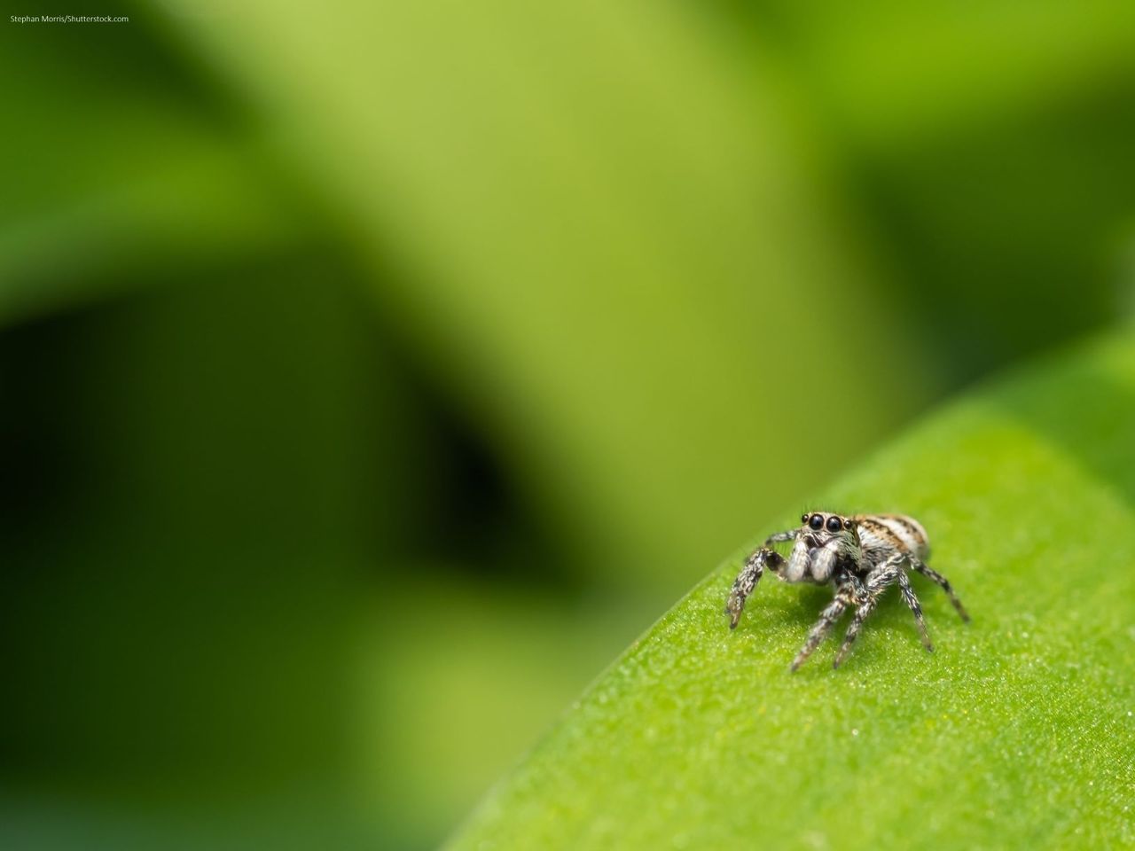Spider workshop for families in Val Müstair