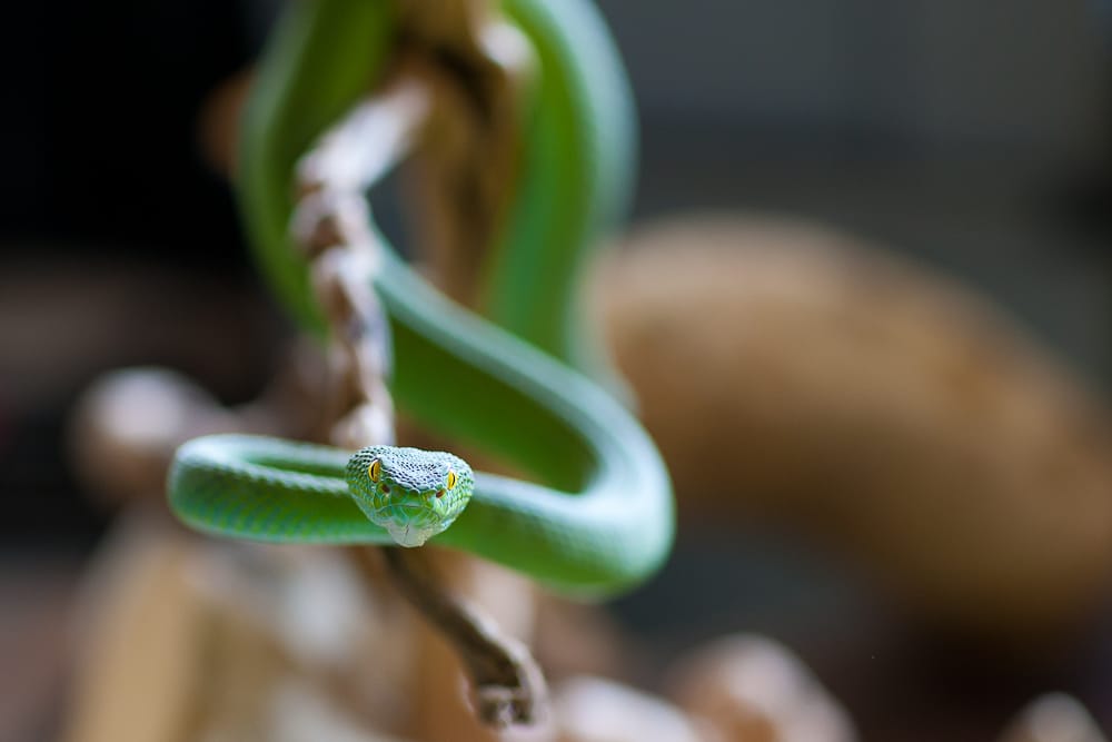 Ticket REPTILES EXPO in Quartino bei Locarno