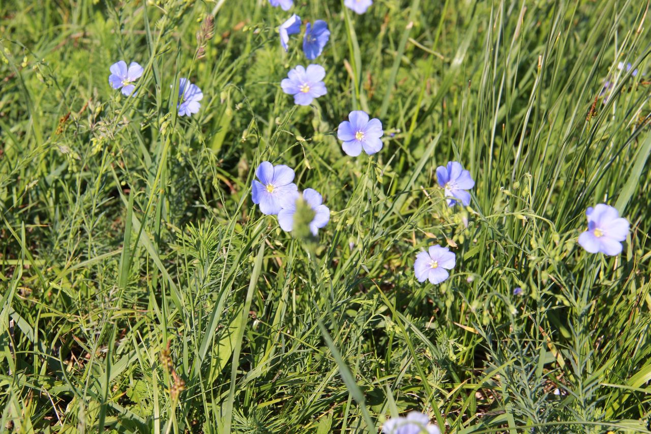 "Nature awakening with all senses" guided hike in Jurapark Aargau