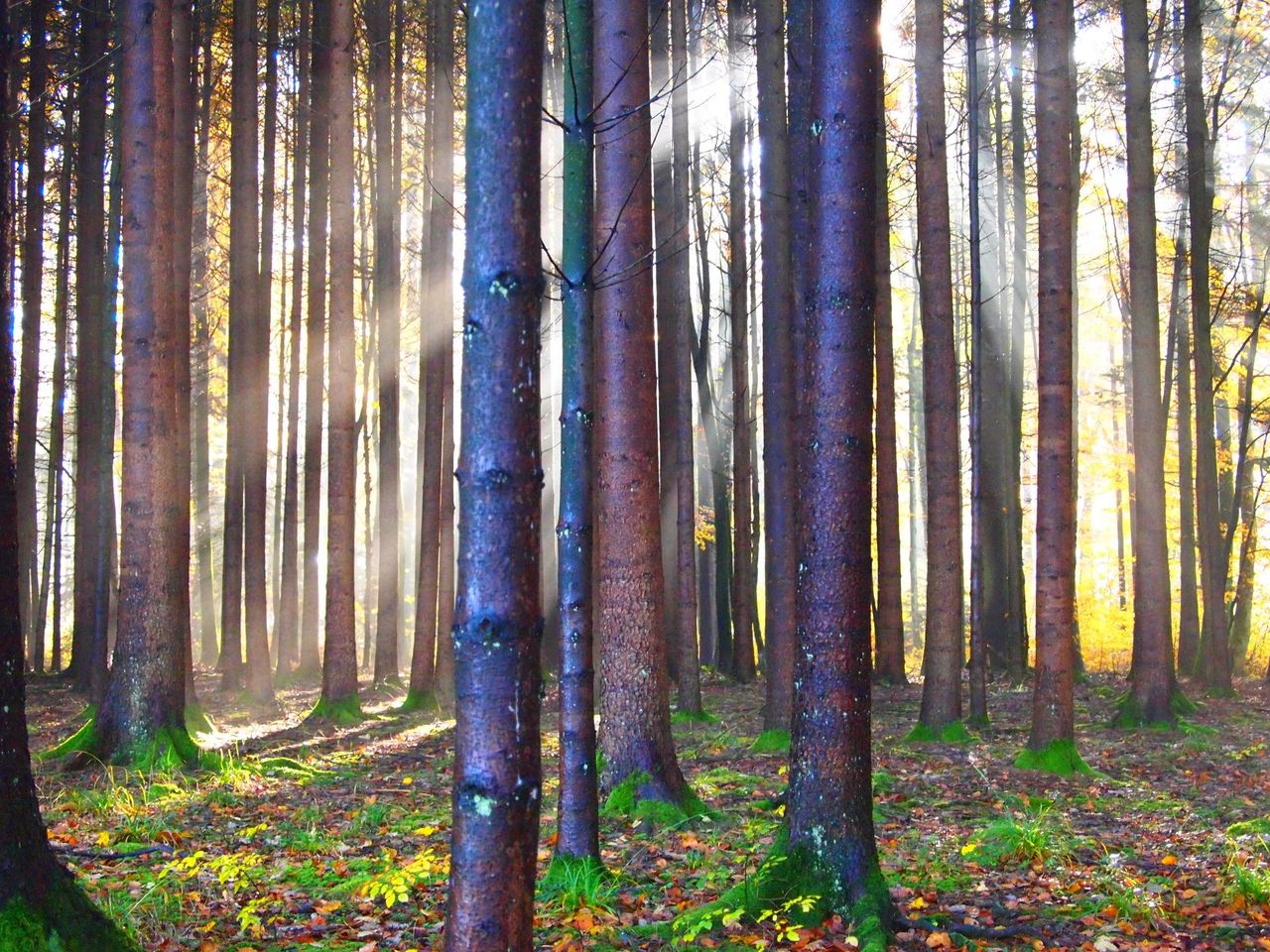 "Mit der Jägerin auf der Pirsch" Exkursion im Jurapark Aargau