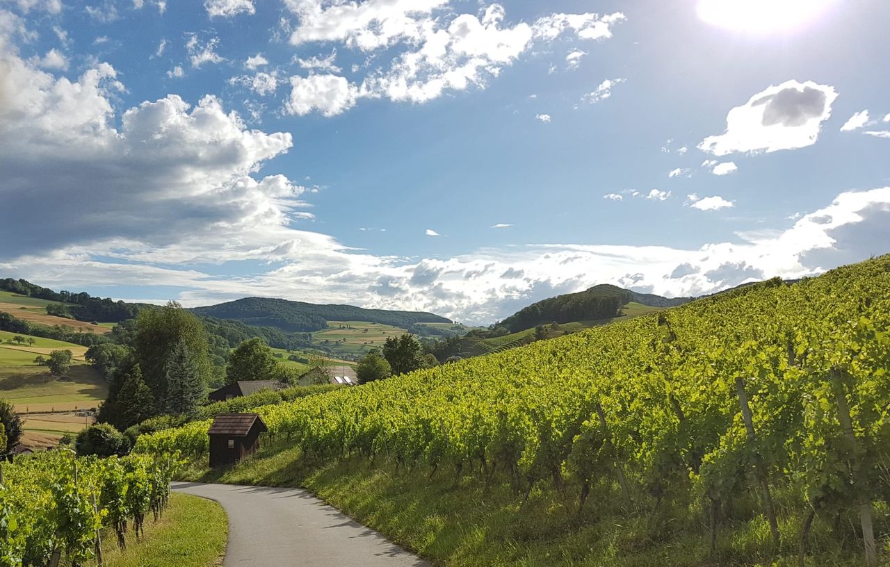 Weinreise ins Schenkenbergertal als geführte Wanderung 