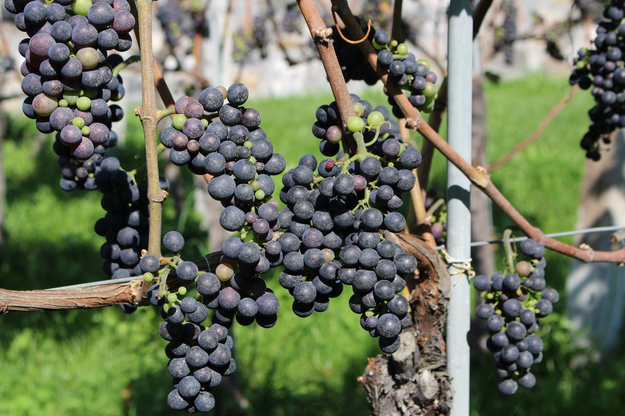 Weintour und Restaurant "IGNIV by Andreas Caminada"
