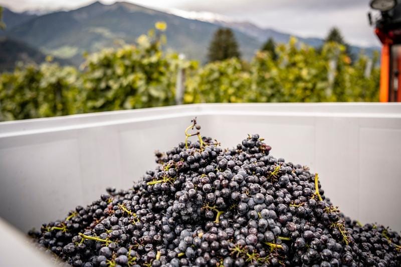 Führung und Degustation im Weingut Davaz