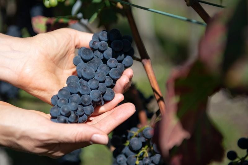 Führung und Degustation im Weingut Davaz