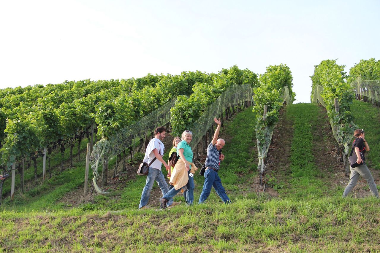 Weinreise ins Schenkenbergertal als geführte Wanderung 