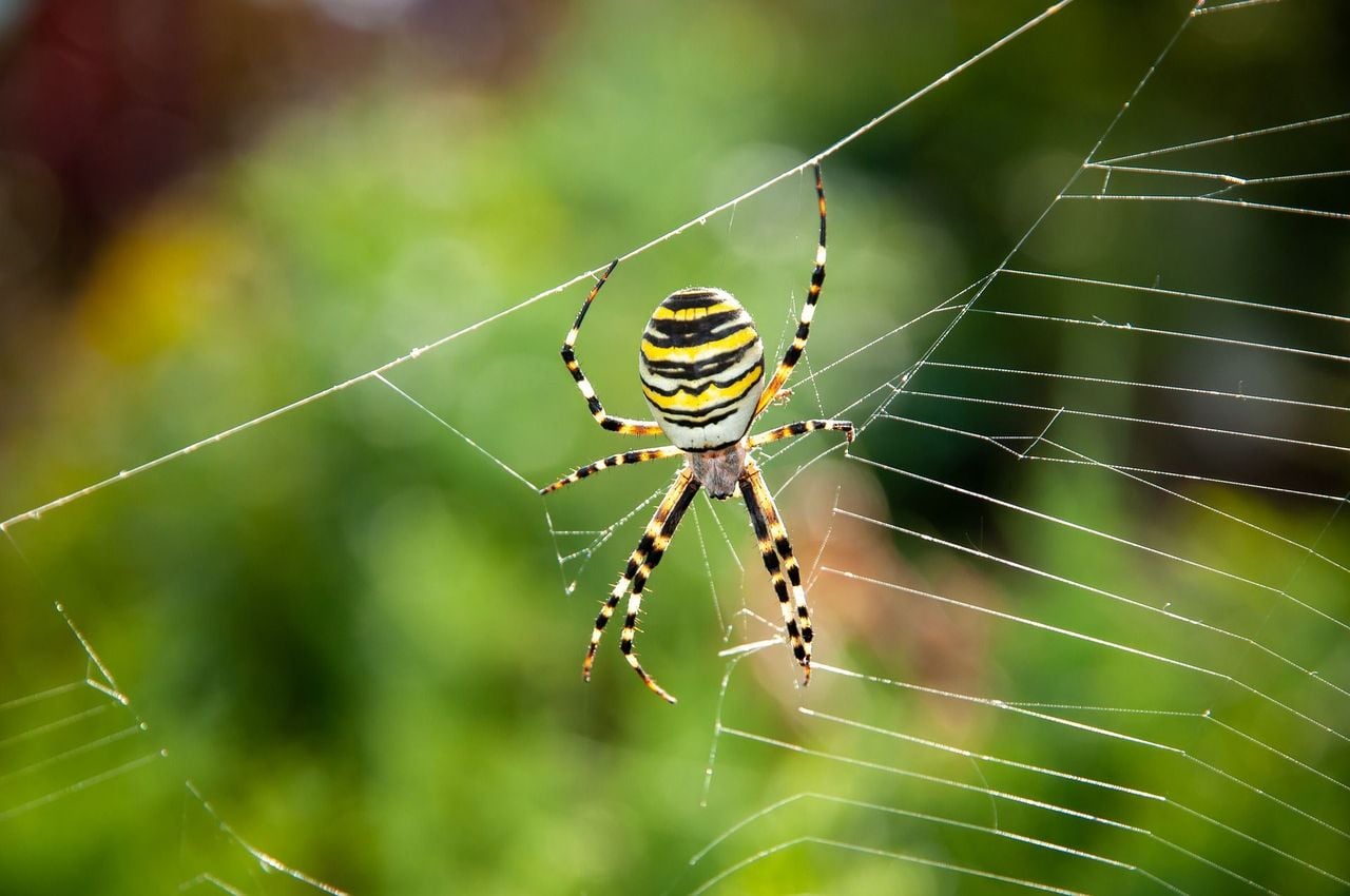 Spider workshop for families in Val Müstair