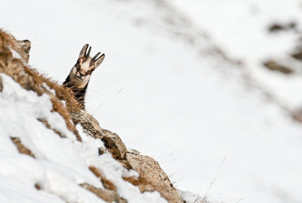 Val Sinestra Wildbeobachtung mit Fondueplausch