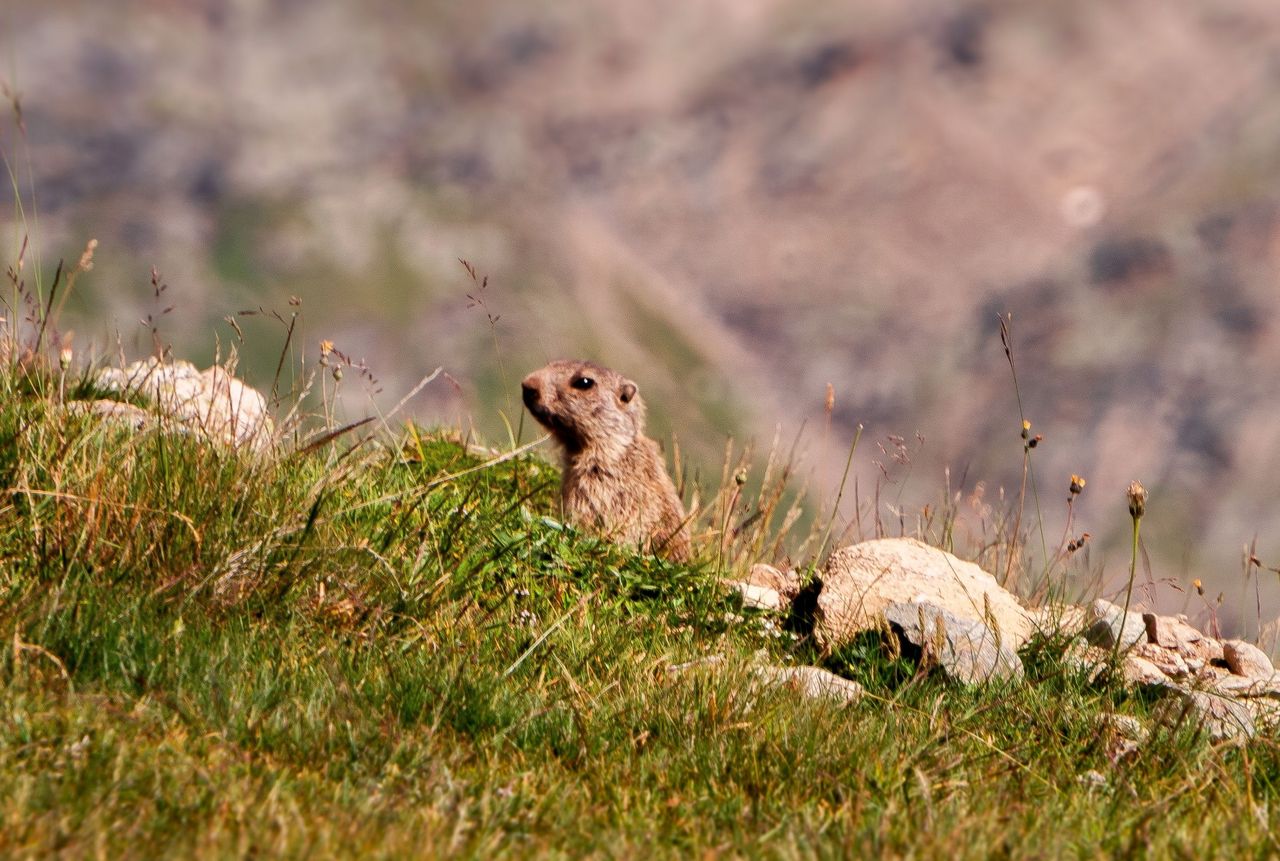 Val Sinestra Wildbeobachtung mit Fondueplausch