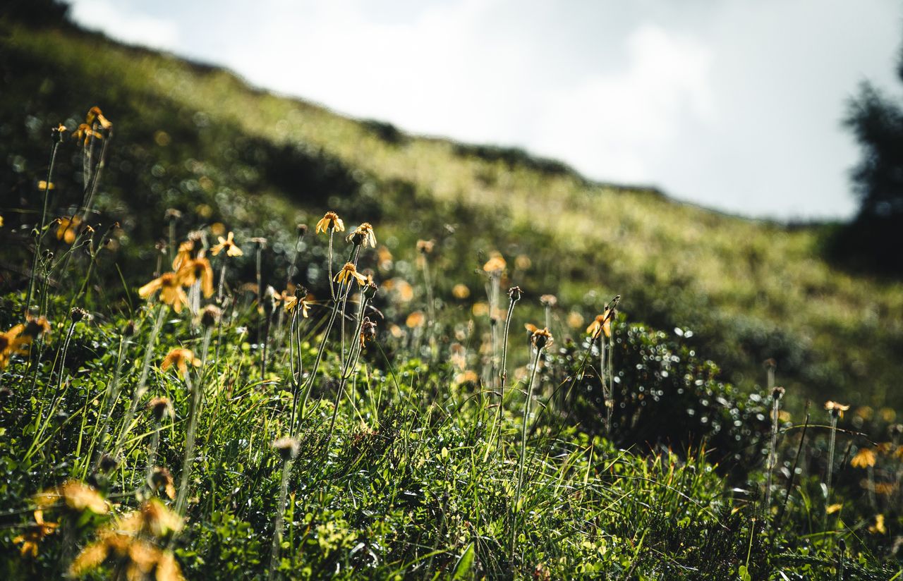 Wanderung und Steinwildbeobachtung im Engadin