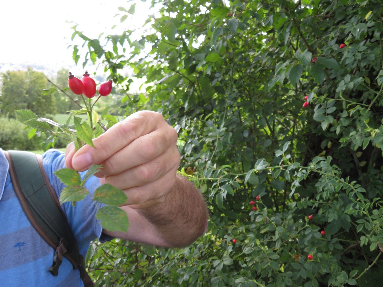 "Wild roses of blossoms and fragrances" guided excursion in the Jurapark Aargau